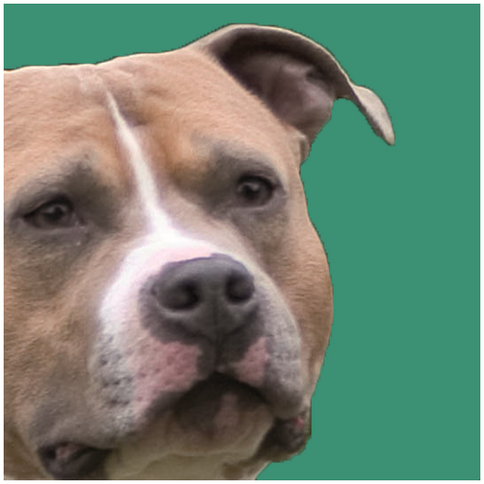 American Staffordshire Terrier - Betreute Rassen im GB-F