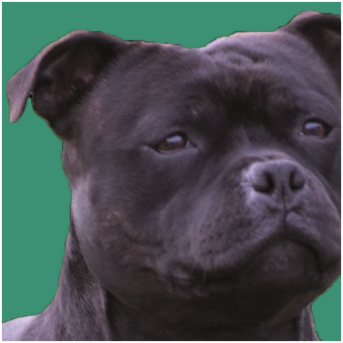 Staffordshire Bullterrier - Betreute Rassen im GB-F