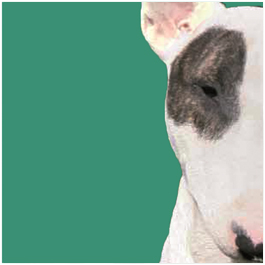 Bullterrier - Betreute Rassen im GB-F