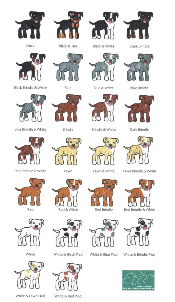 Farbtabelle Amerian Staffordshire Terrier