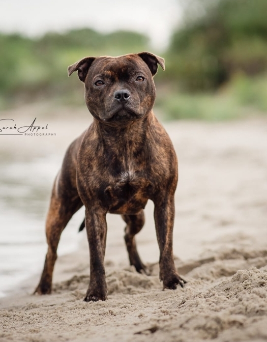 Willusa's Dreadnought Hellfire Pattern Ria