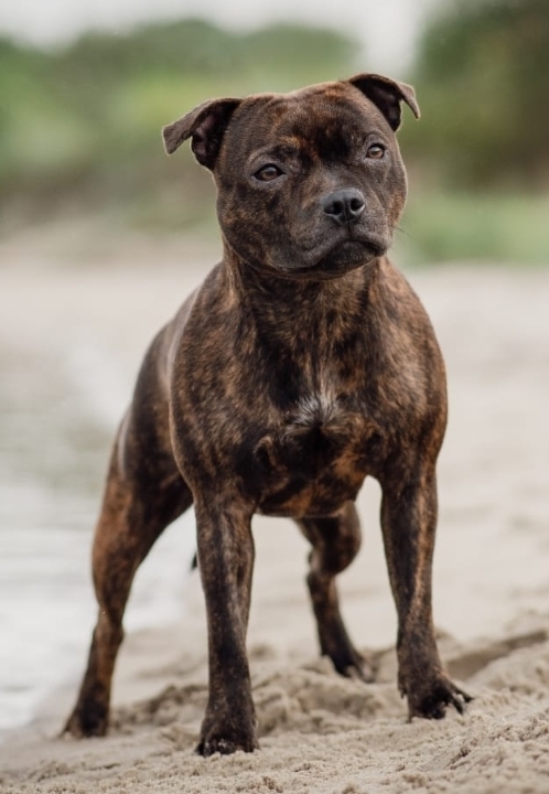 Willusa's Dreadnought Hellfire Pattern Ria