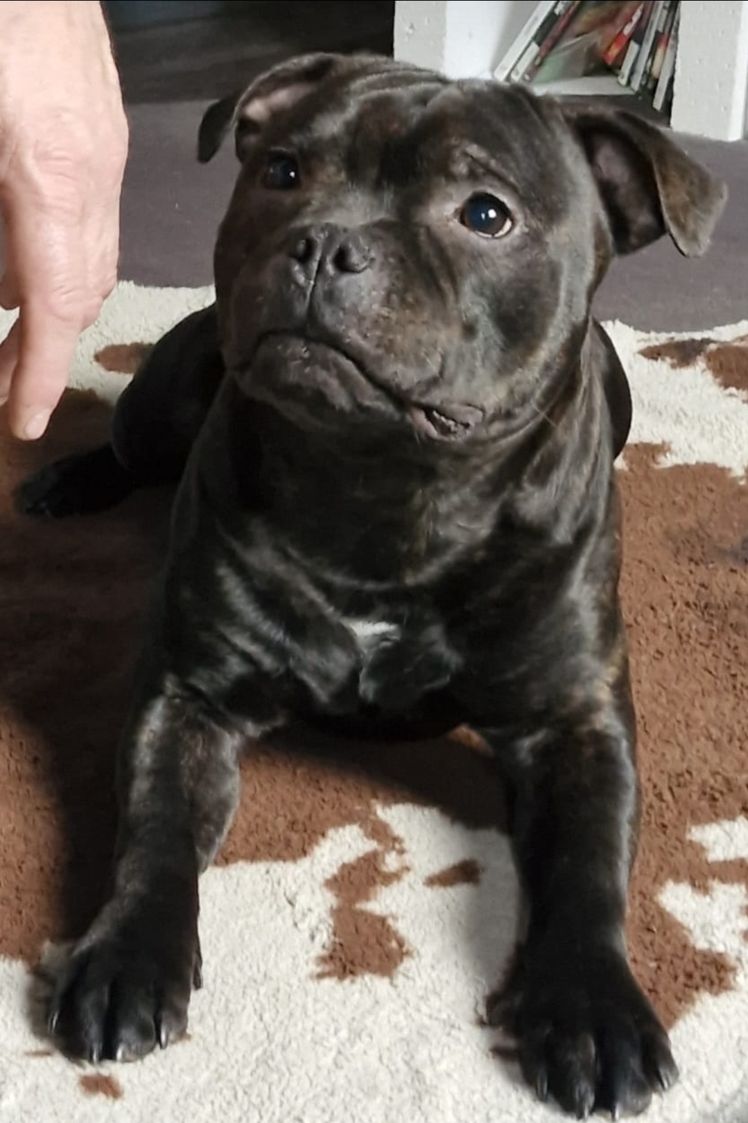 Willusa's Dreadnought Brutalis Diesel