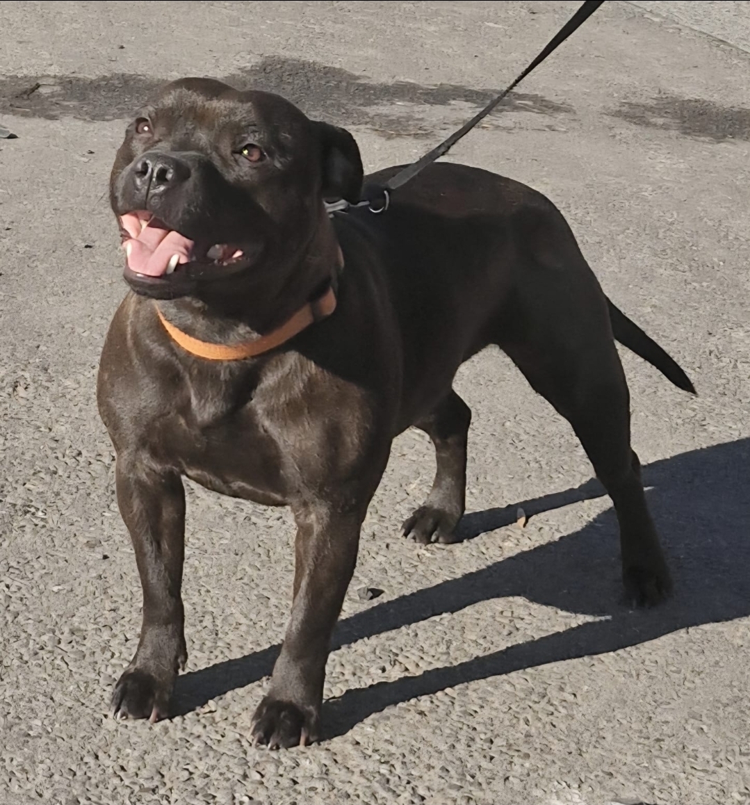 Willusa's Dreadnought Redemter Primaris