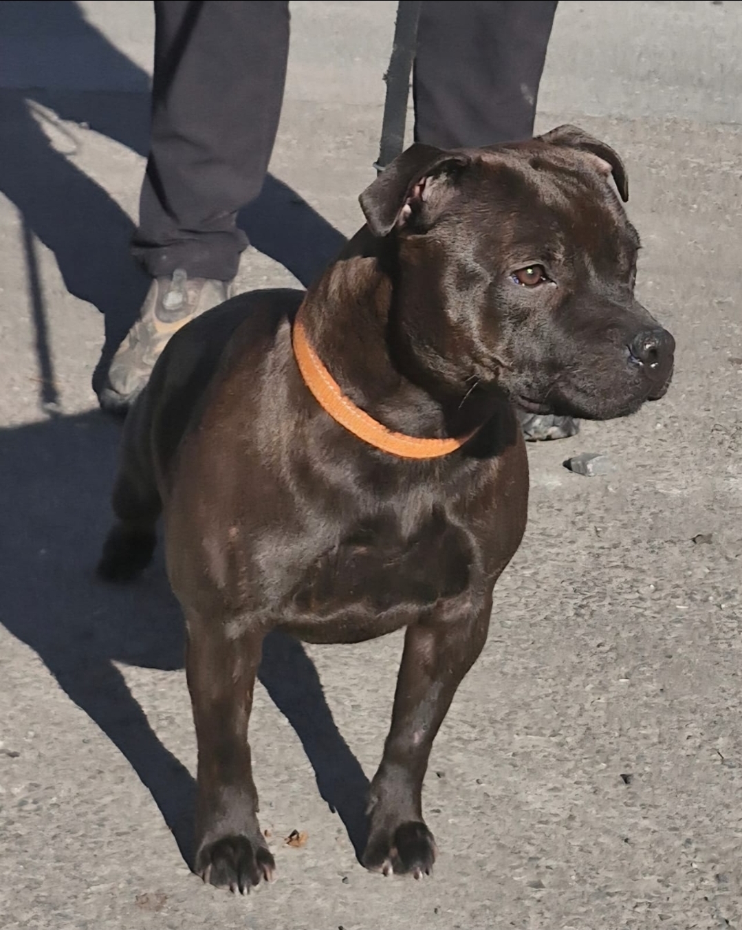 Willusa's Dreadnought Redemter Primaris