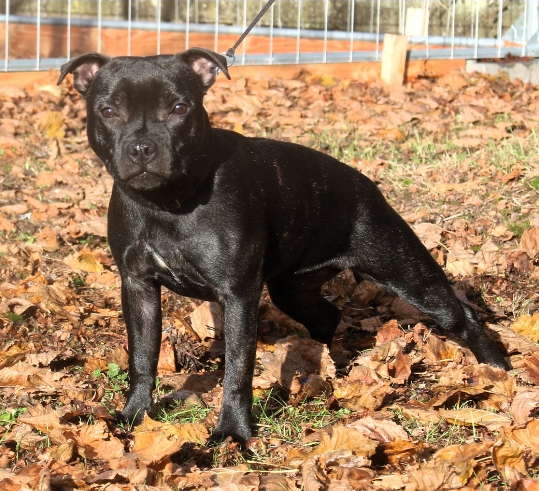 Willusa's Estella Alma