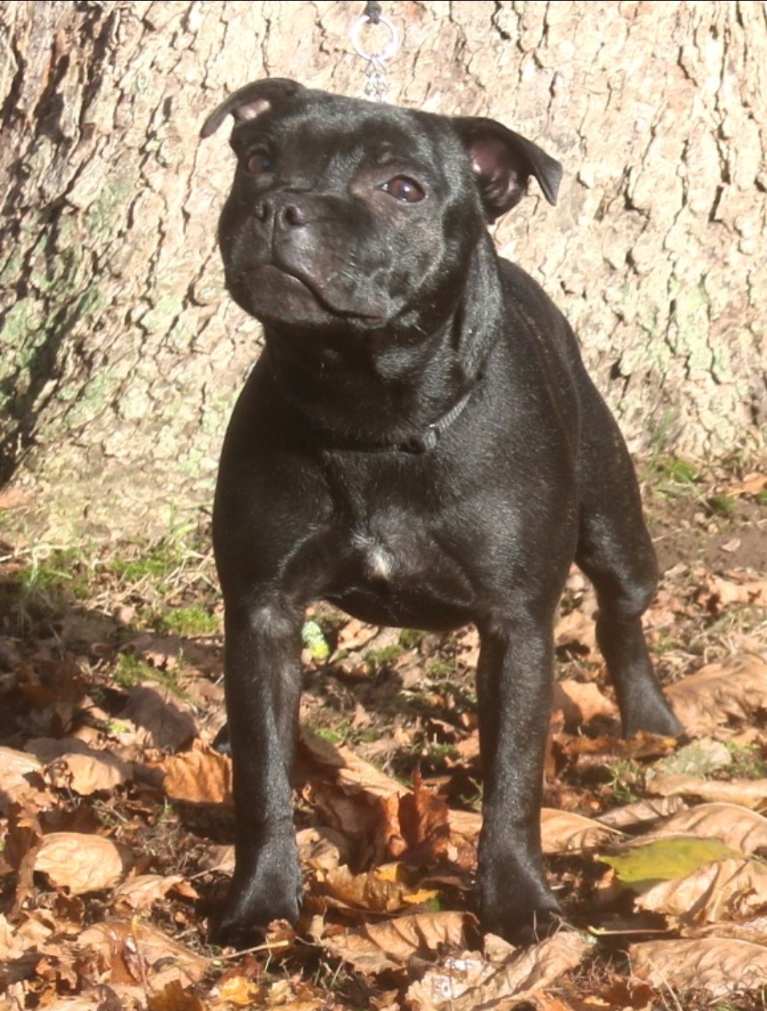 Willusa's Estella Alma