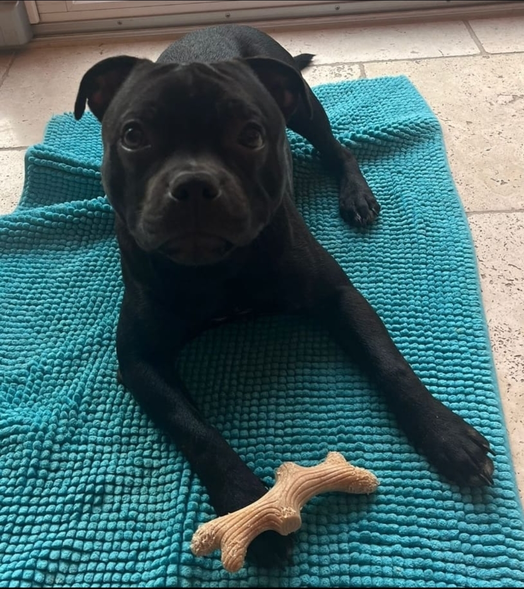 Willusa's EDWARD PHENIX