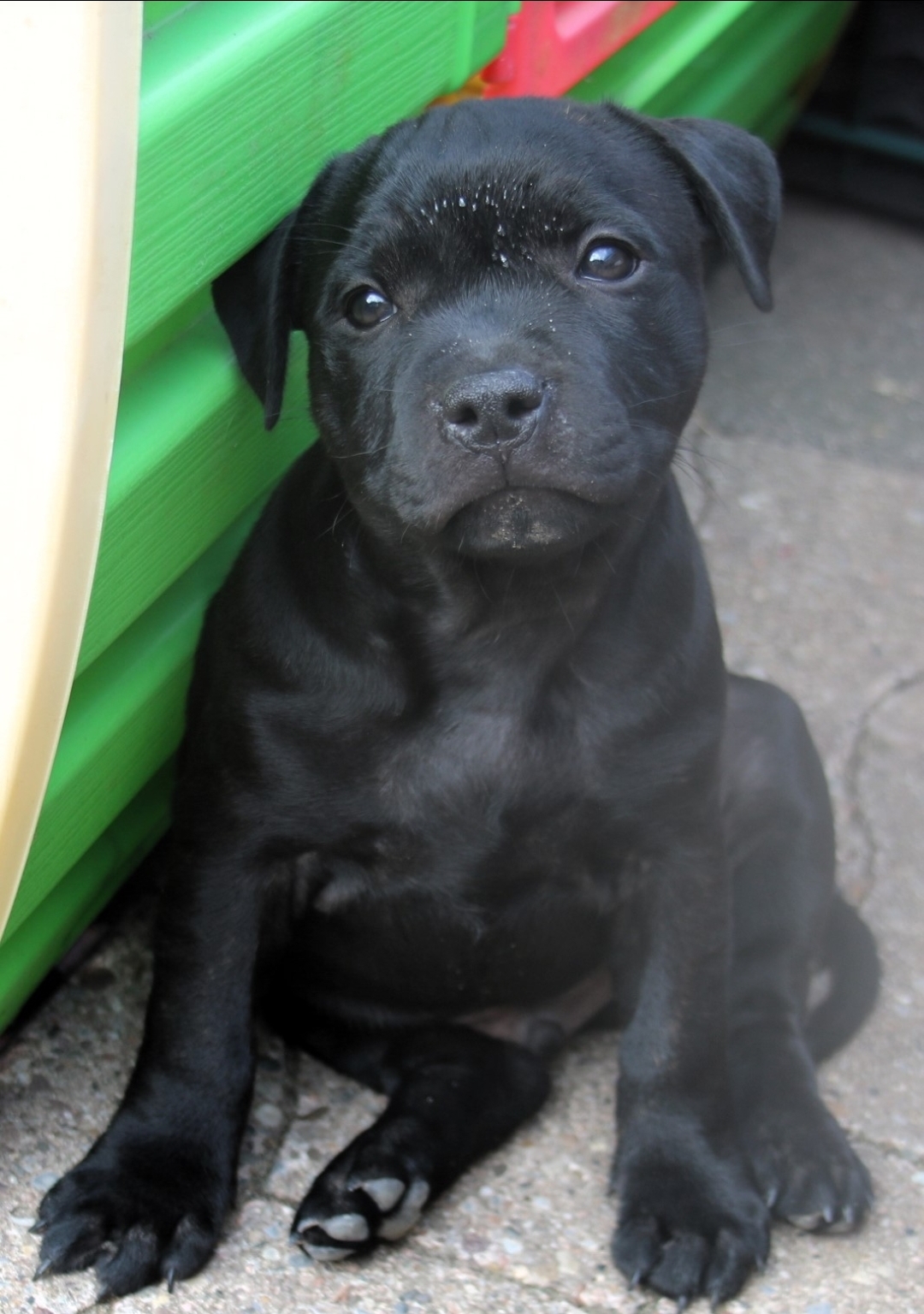 Willusa's Eilatan Chico