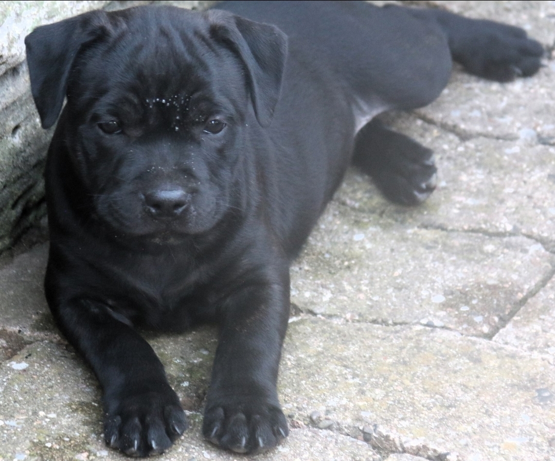 Willusa's Eilatan Chico