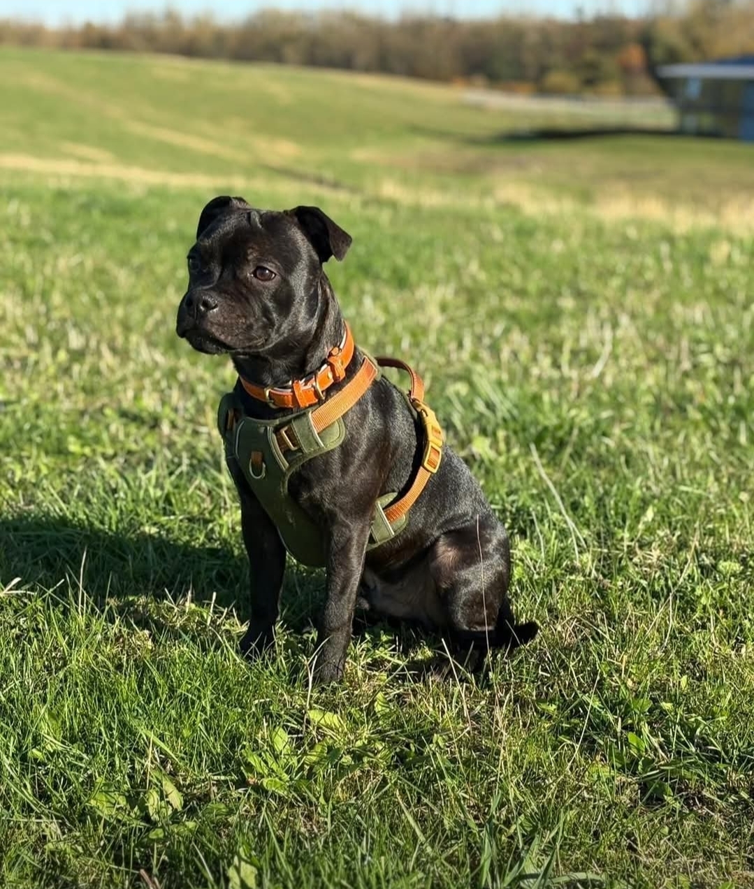 Willusa's EDWARD PHENIX