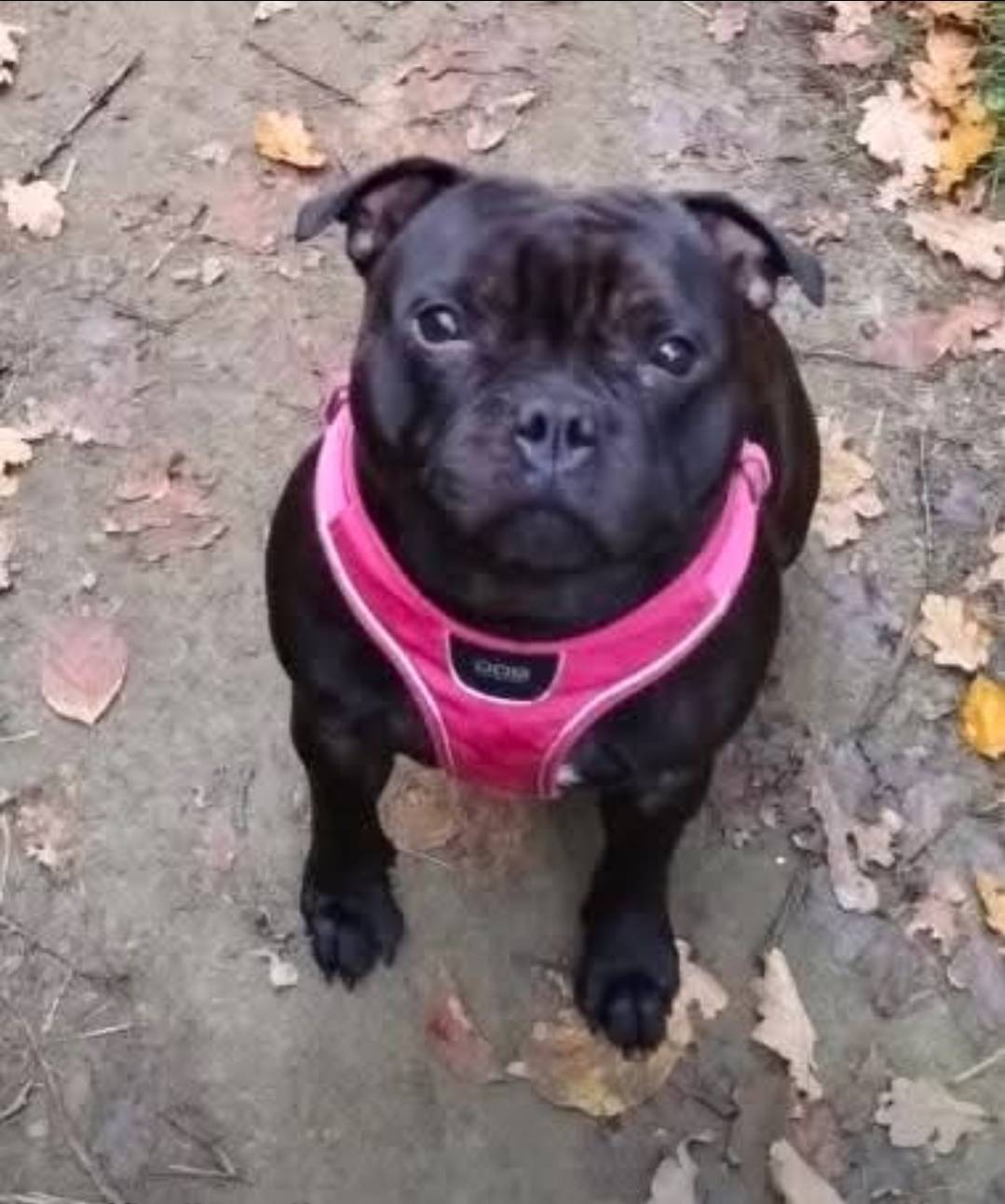 Willusa's Dark Stella