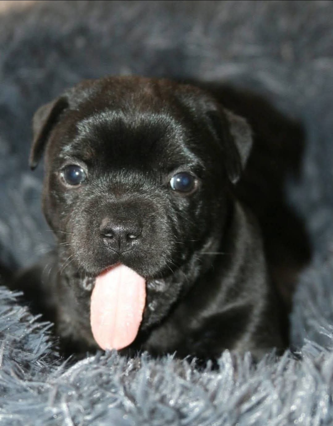 Willusa's Alani Black Pearl