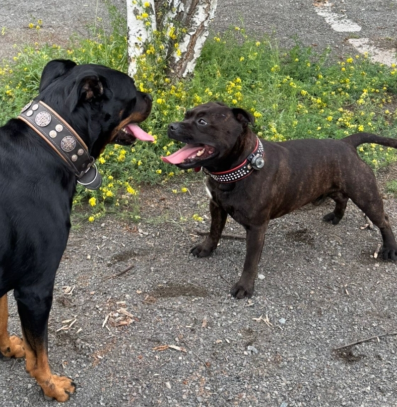 Willusa's Buzzstrike