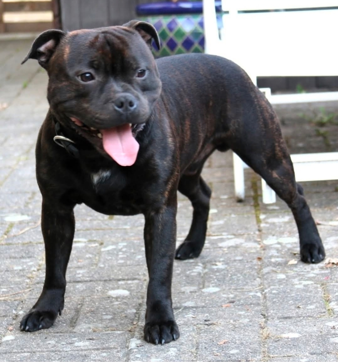 Willusa's Dreadnought Brutalis Diesel