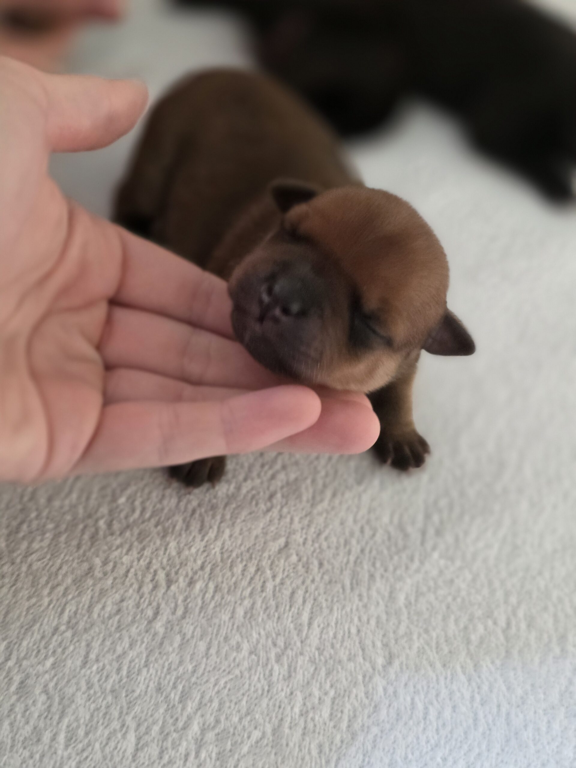 Silk n' Steel Alpha Legion Omegon