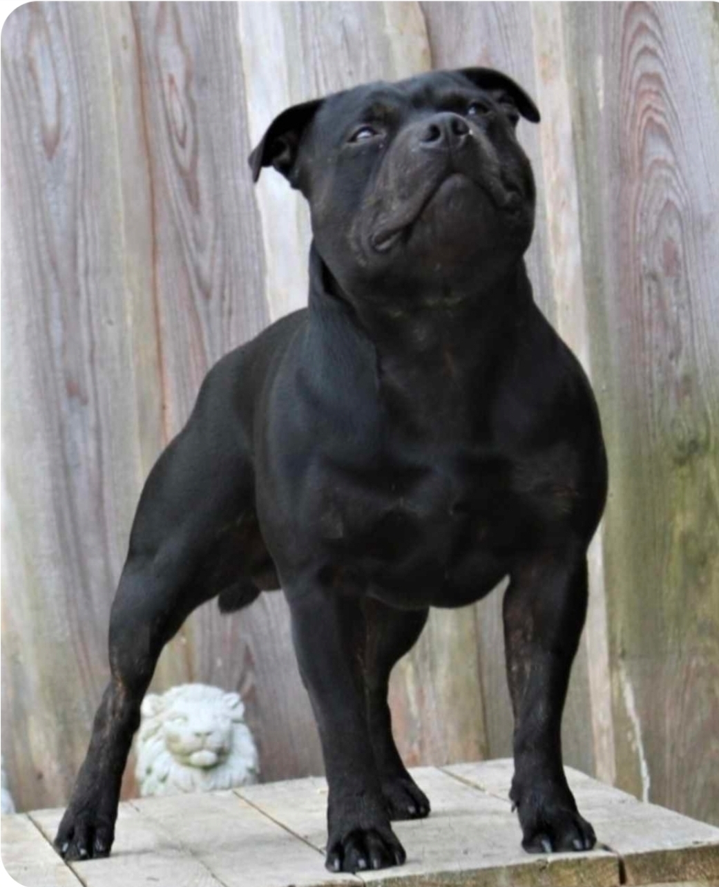 Acci/Willusa's Acciro Big Hero