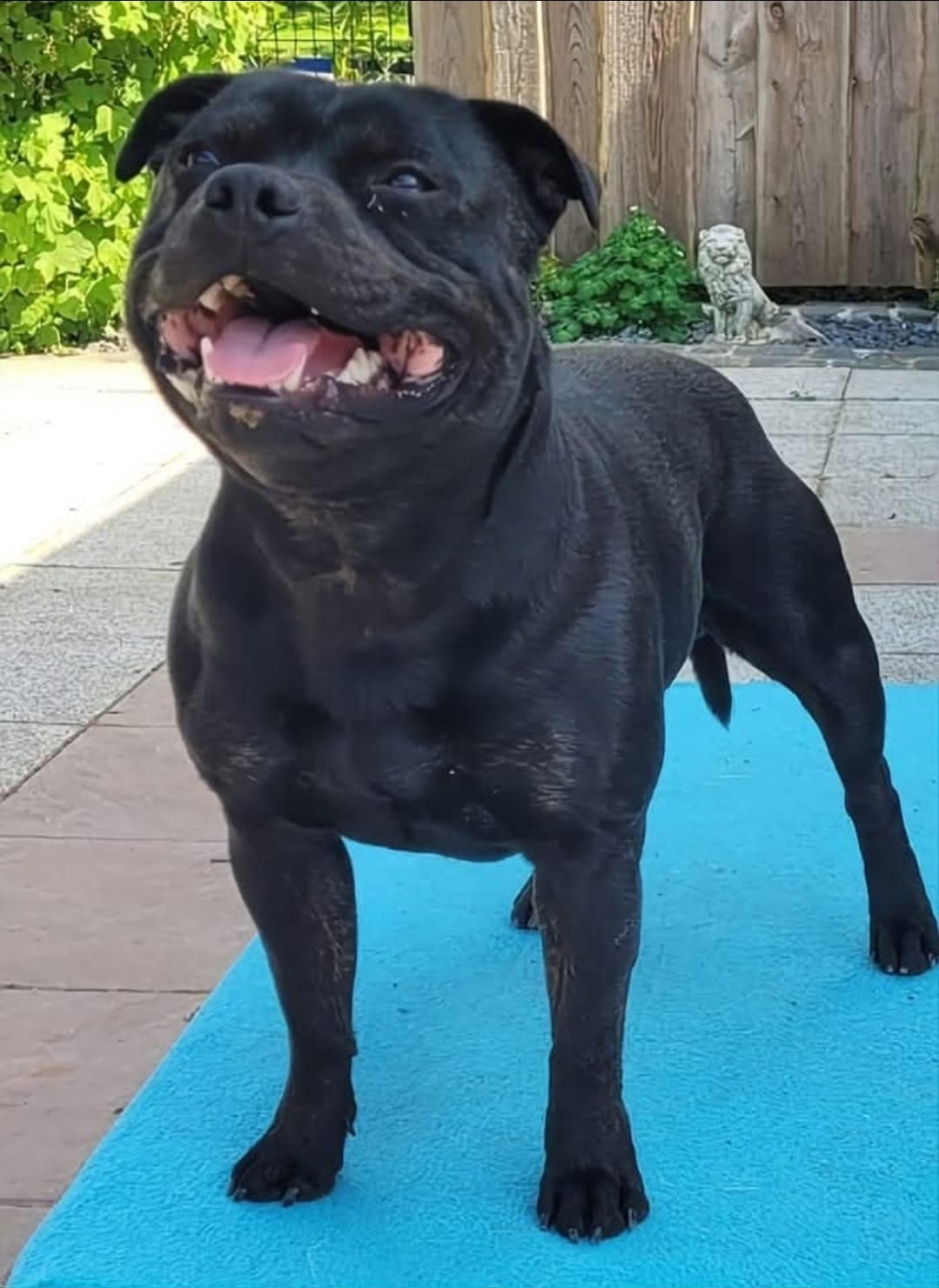 Willusa's Acciro Big Hero