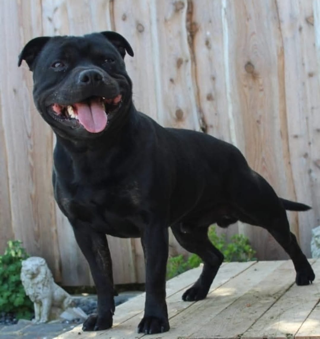 Willusa's Acciro Big Hero