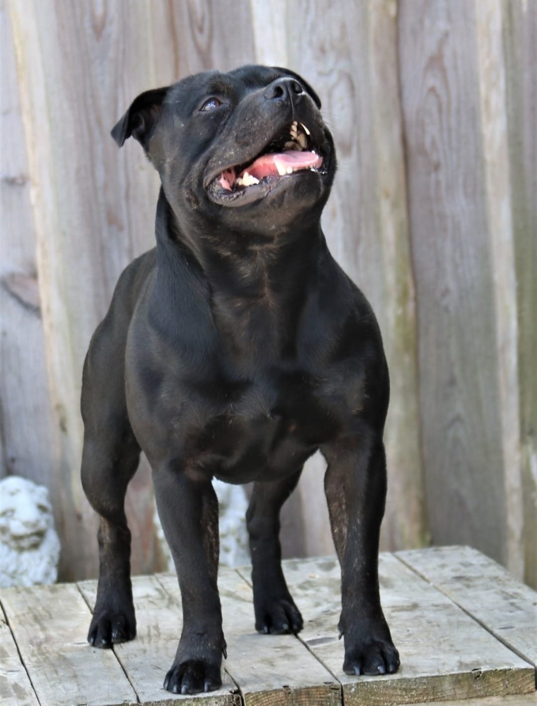 Acci/Willusa's Acciro Big Hero