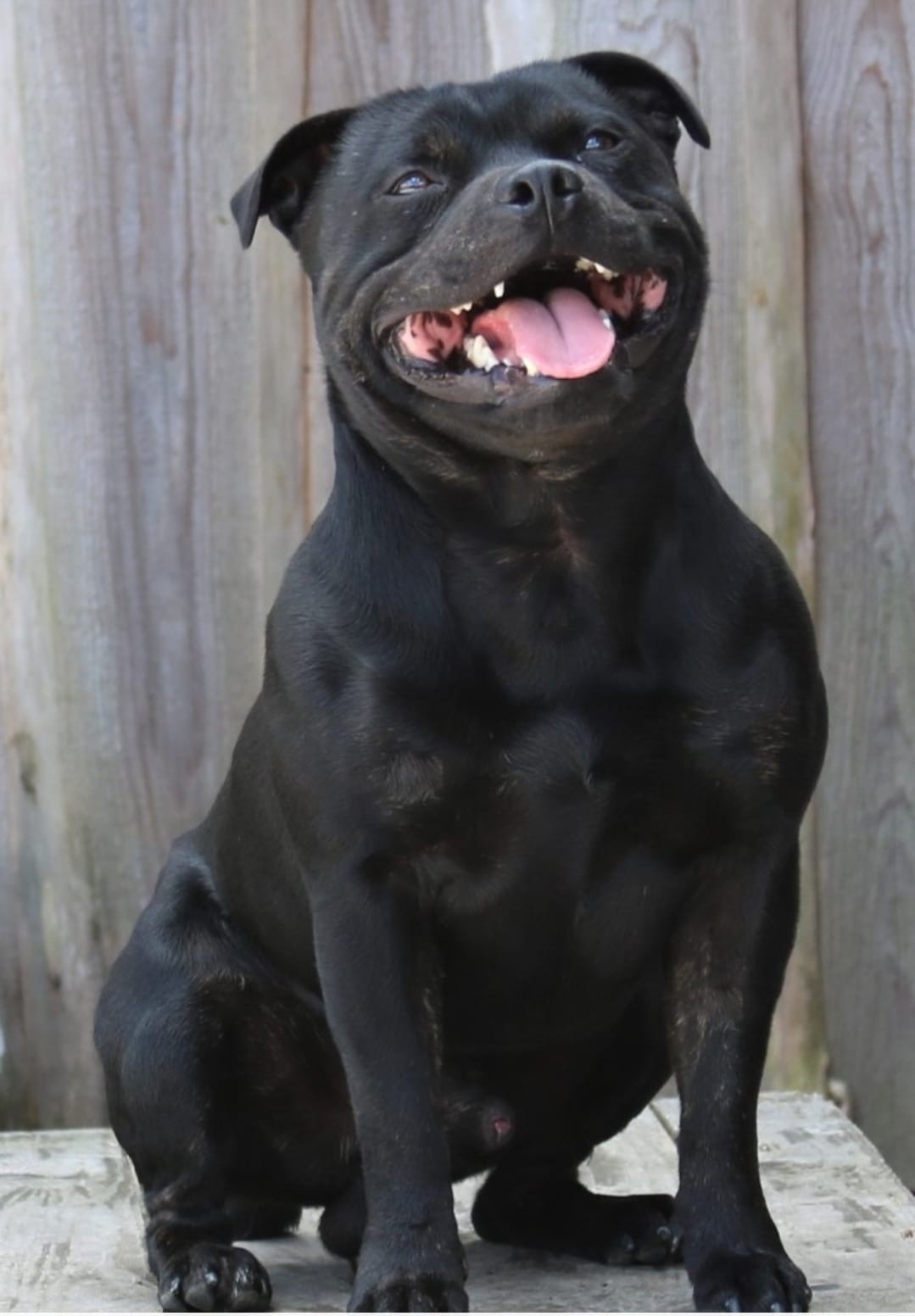 Acci/Willusa's Acciro Big Hero