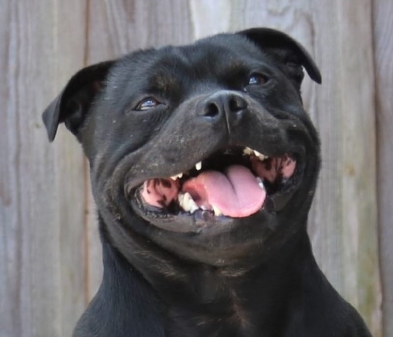 Acci/Willusa's Acciro Big Hero