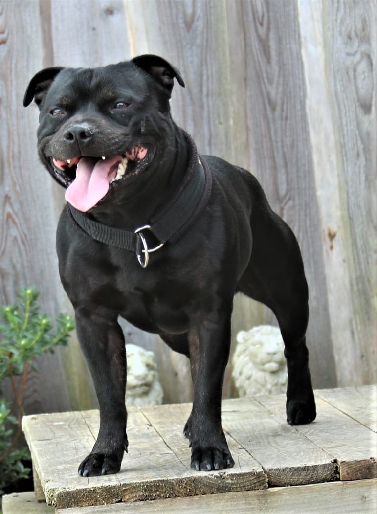 Acci/Willusa's Acciro Big Hero