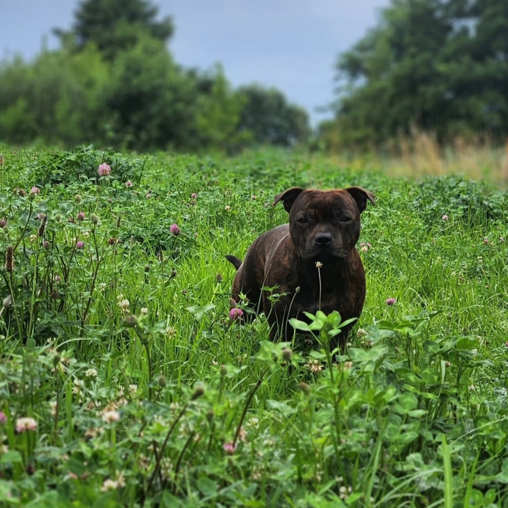 Ria / Willusa's Dreadnought Hellfire Ria