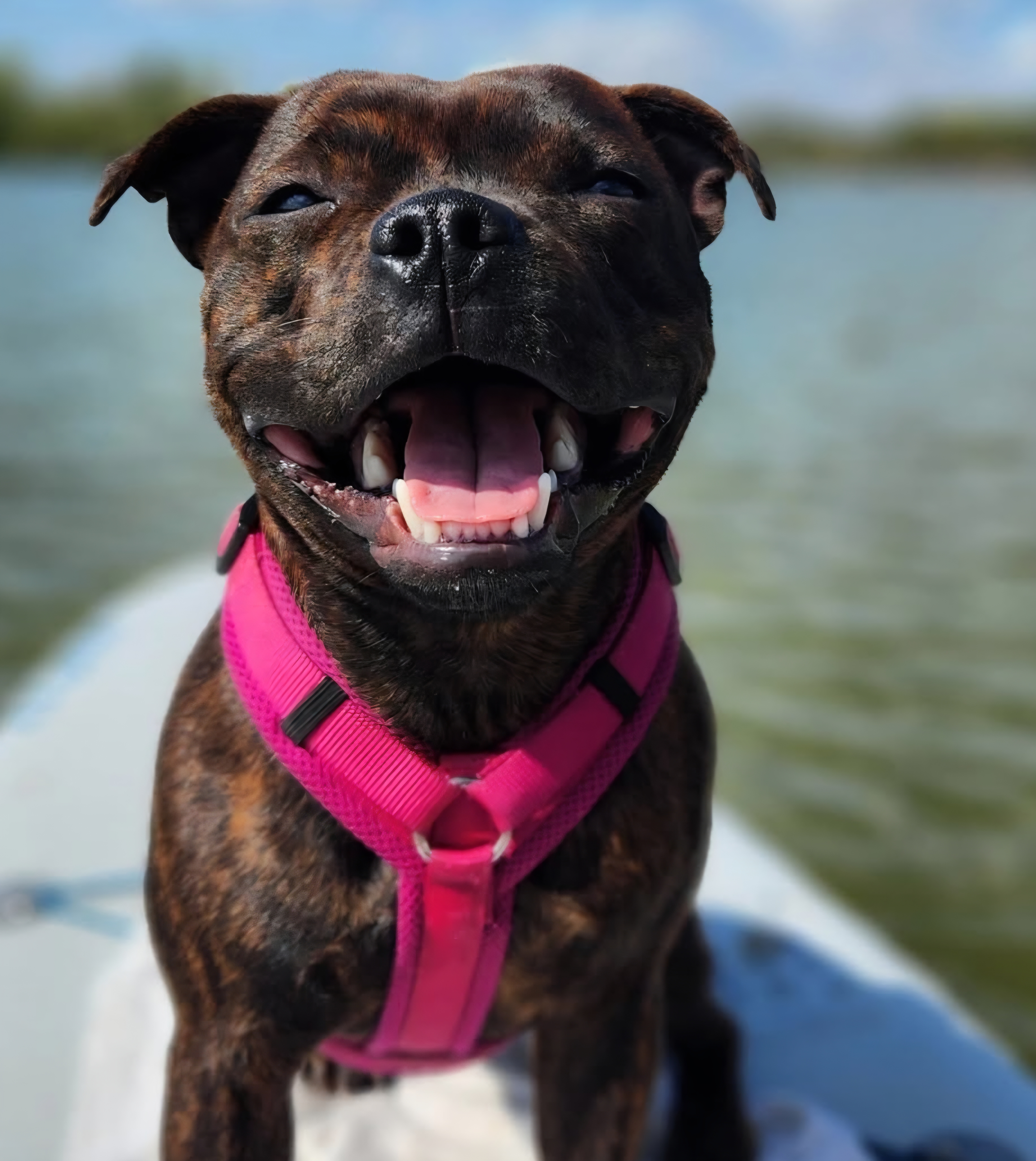 Ria / Willusa's Dreadnought Hellfire Ria