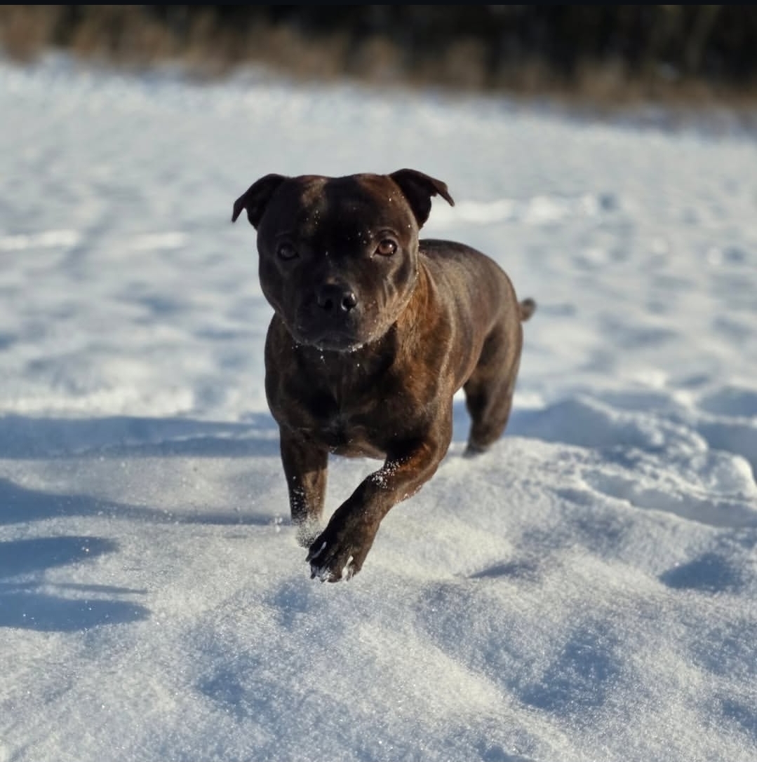 Ria / Willusa's Dreadnought Hellfire Ria