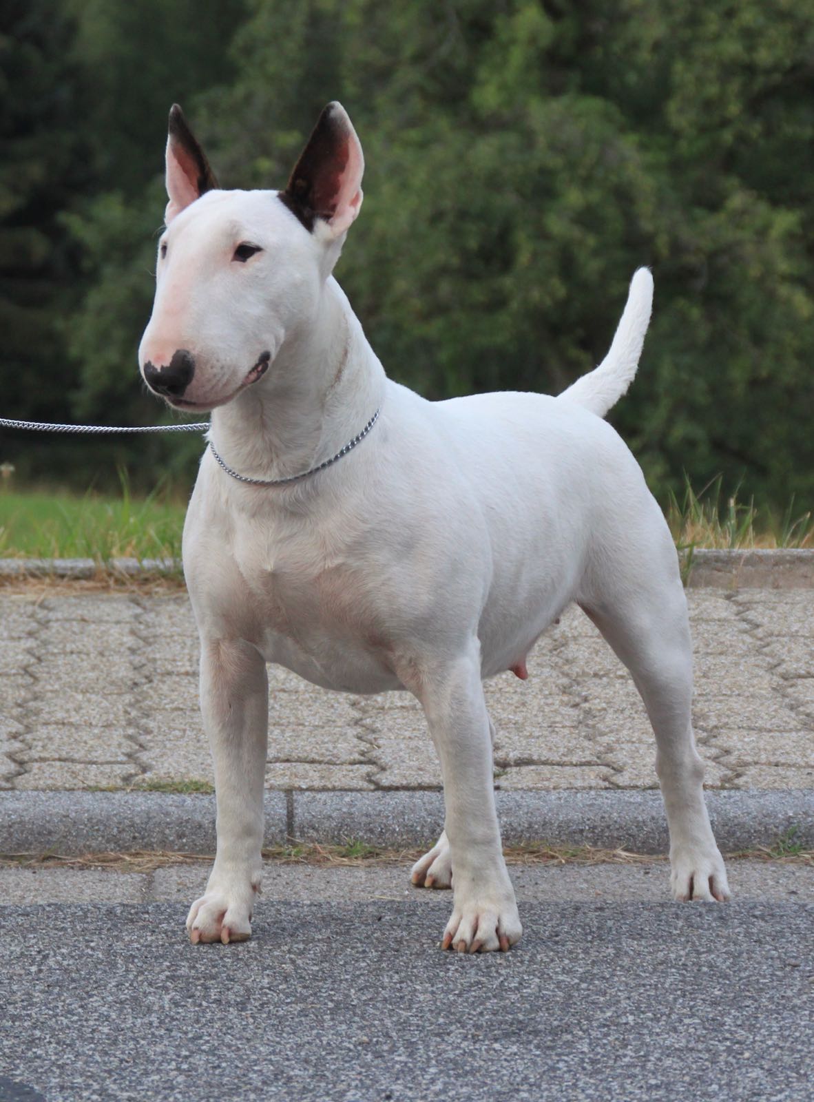 Ch Hermine vom Teltschikturm "Minni"