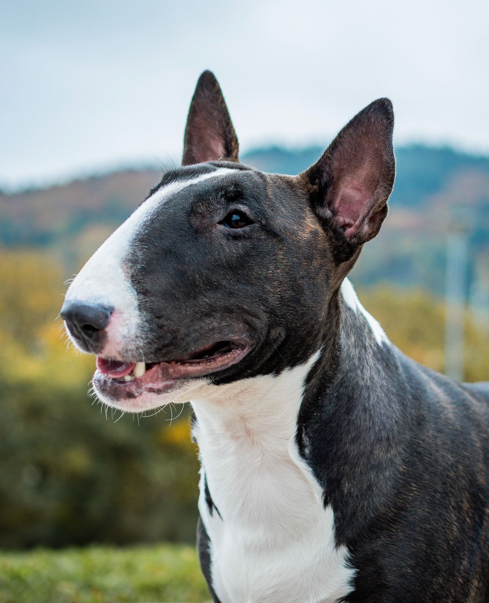 Ch. Karlotta vom Teltschikturm "Liah"