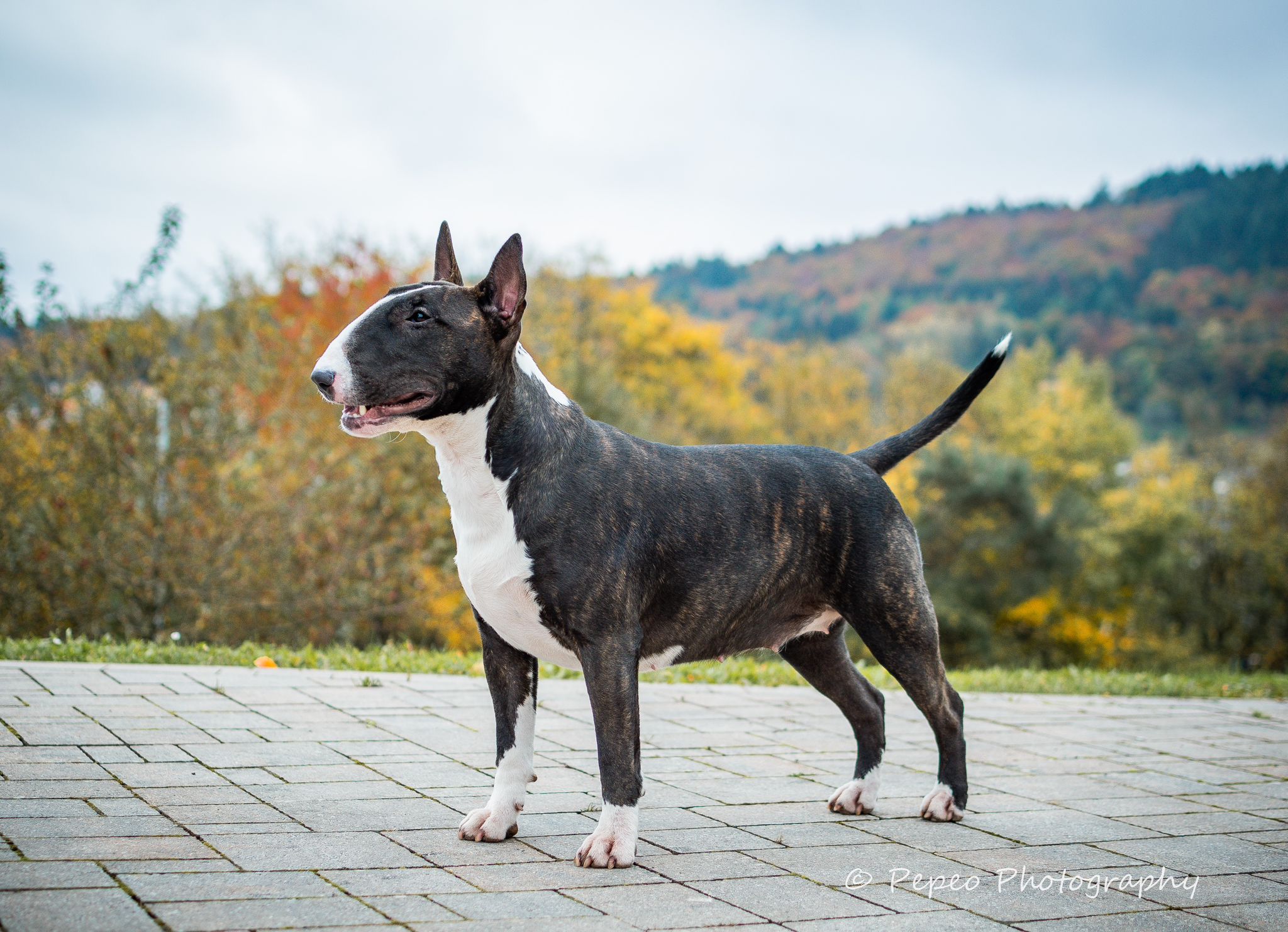 Ch. Karlotta vom Teltschikturm "Liah"
