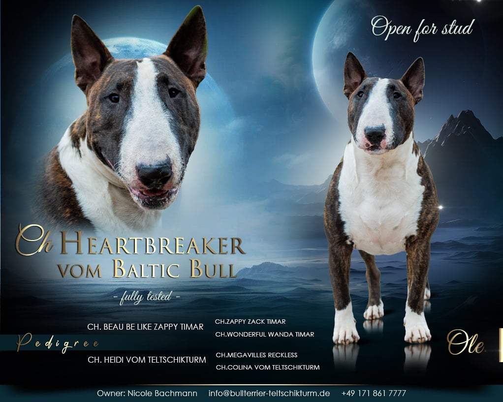 Ch. Heartbreaker vom Baltic Bull "OLE"