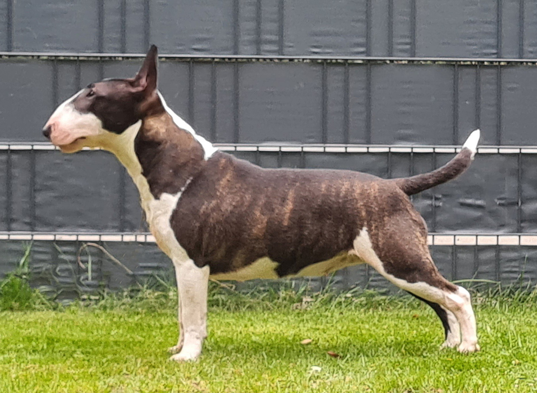 Little Forest Bulls Cover me in Sunshine