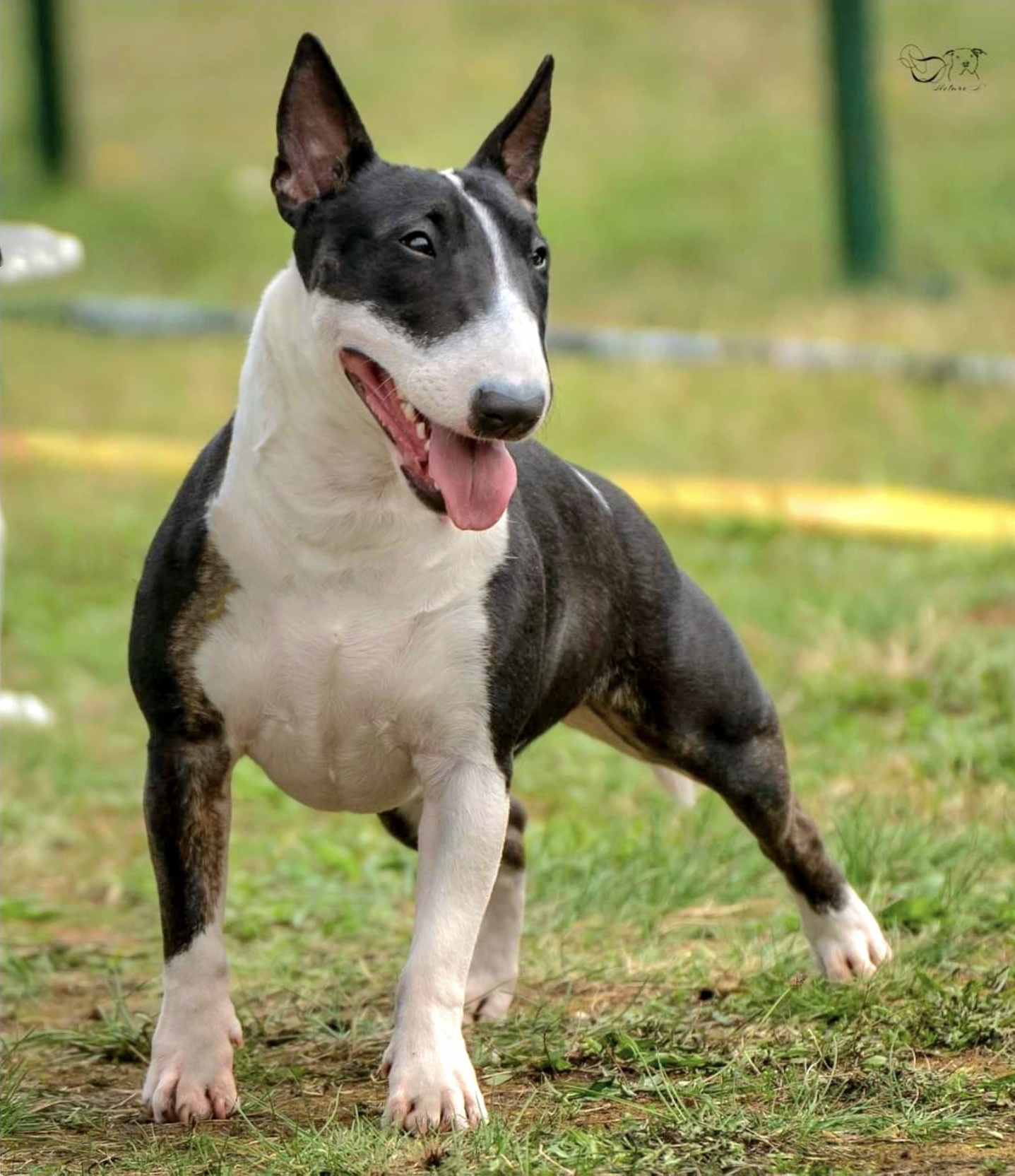 Little Forest Bulls Banana Beauty