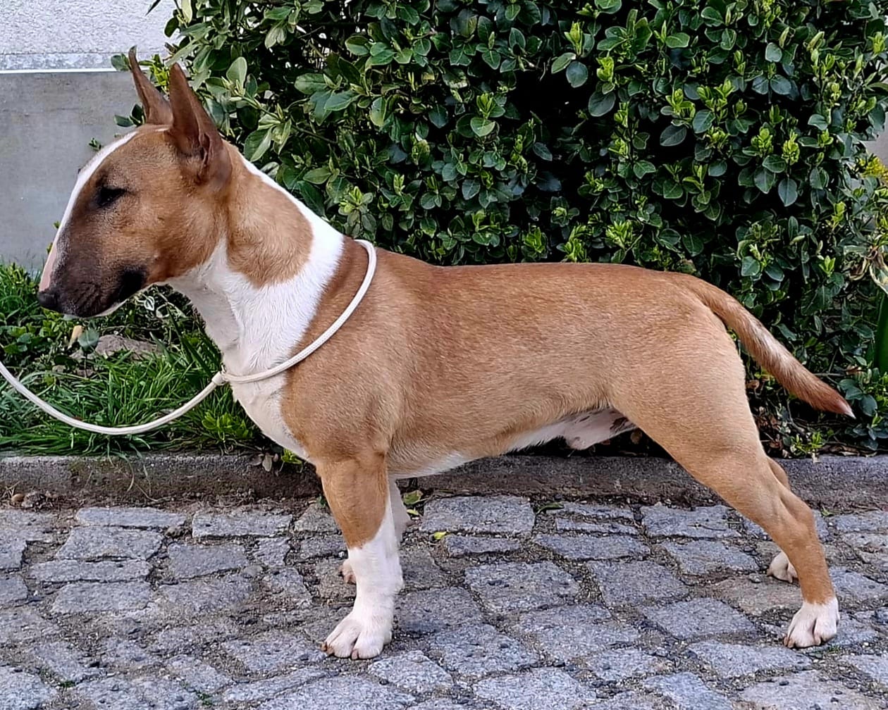 Festival Red Lightning