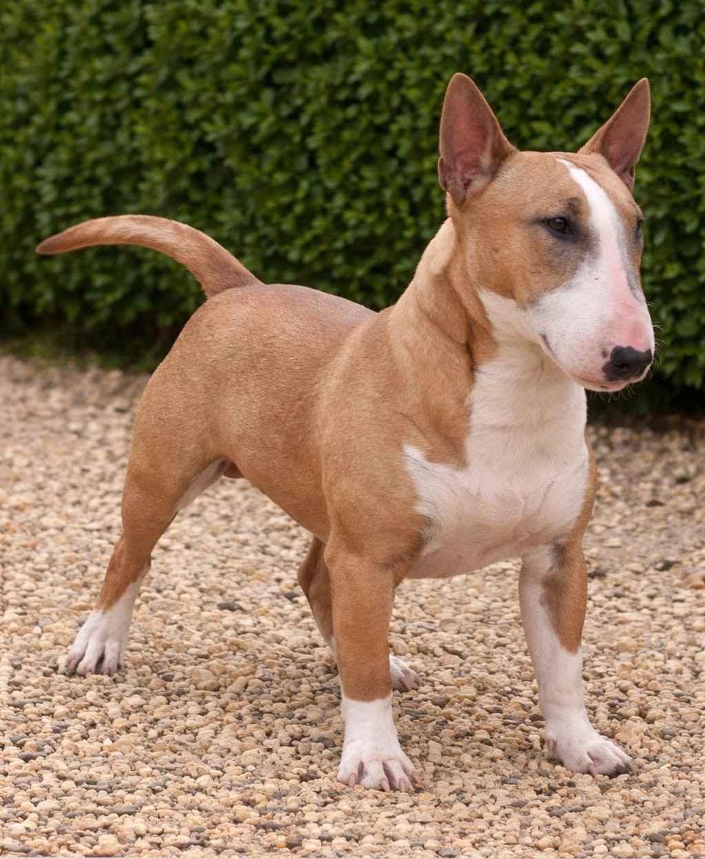 Festival Red Lightning