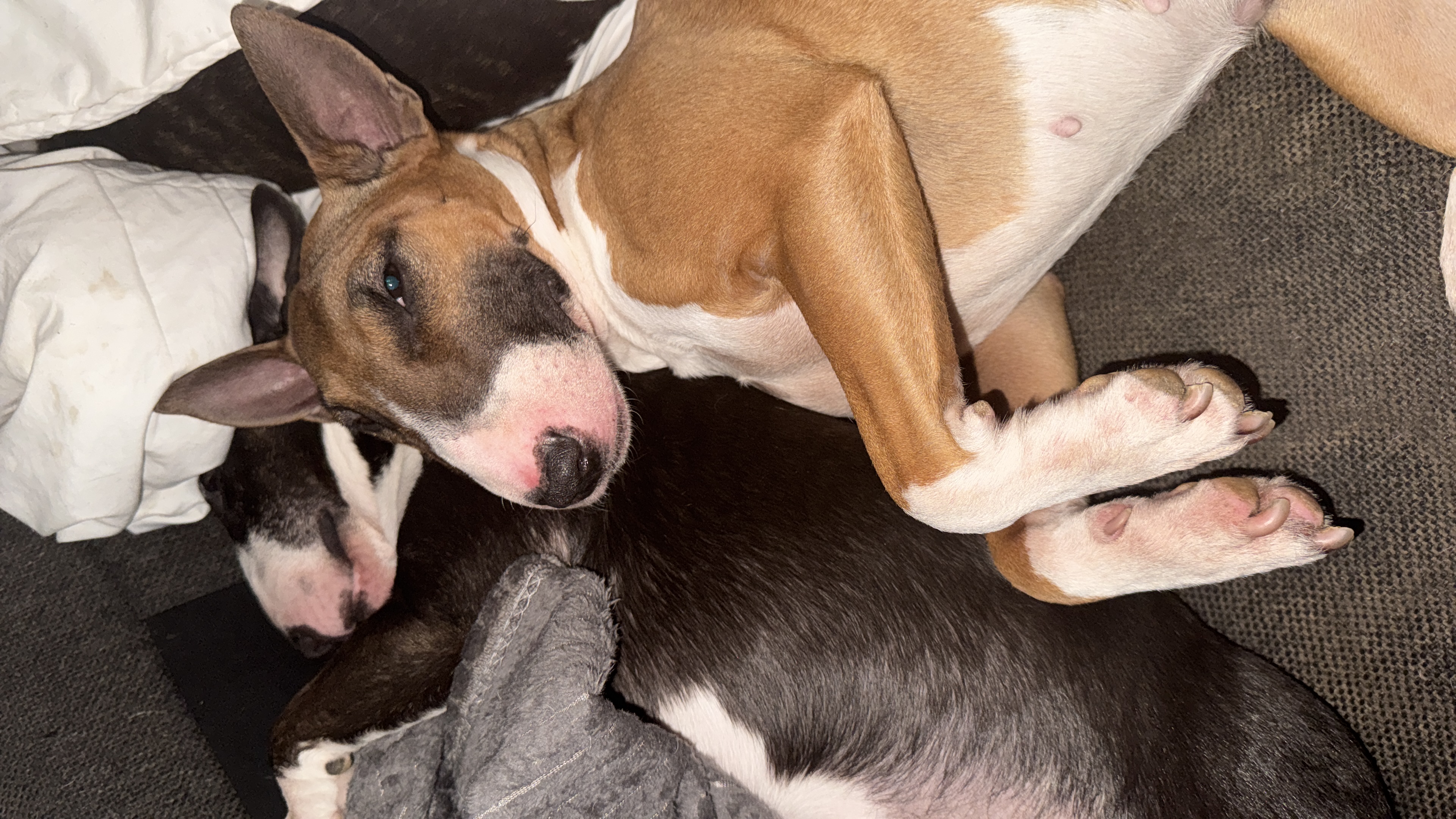 Balkan Bull One and Only (Happy)