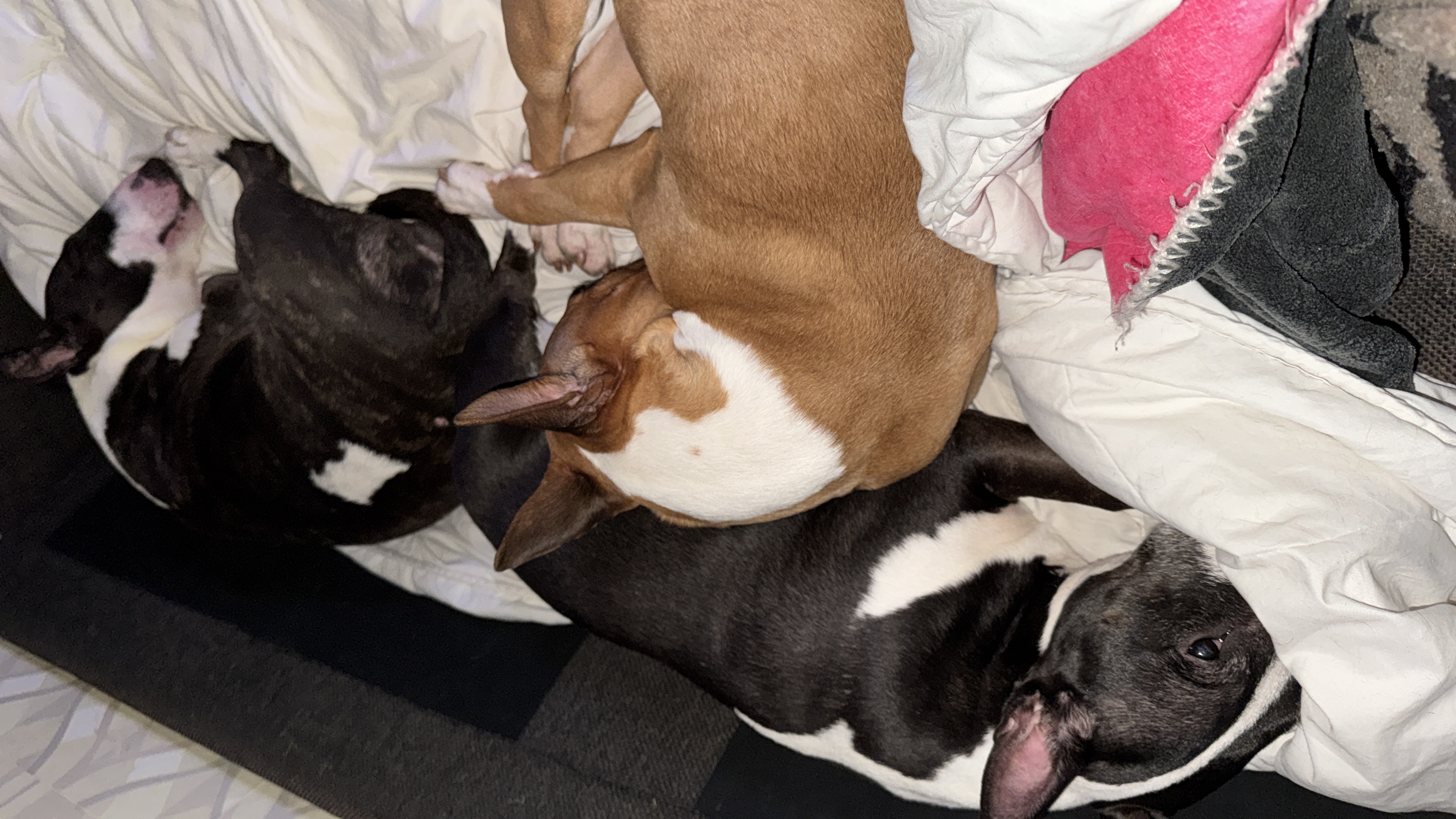 Balkan Bull One and Only (Happy)