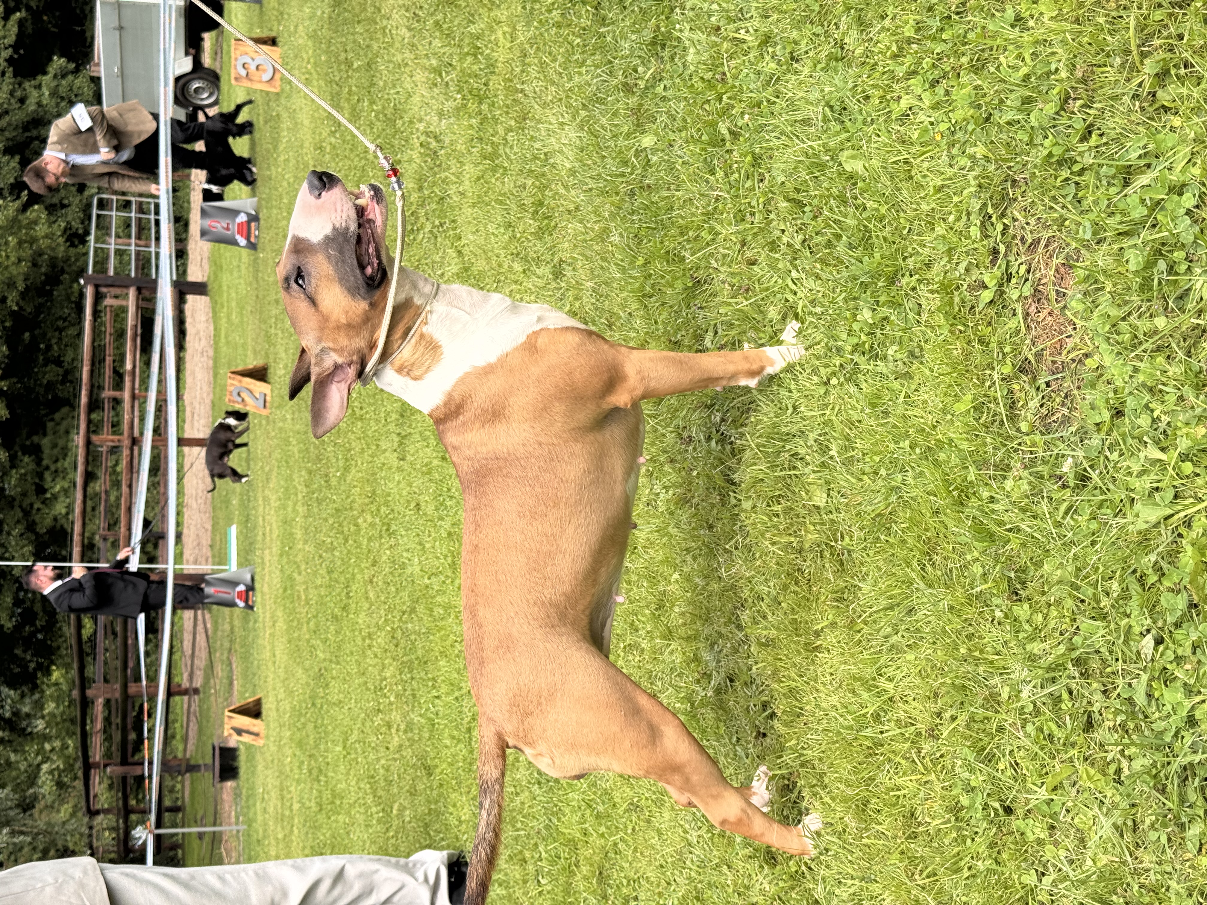 Balkan Bull One and Only (Happy)