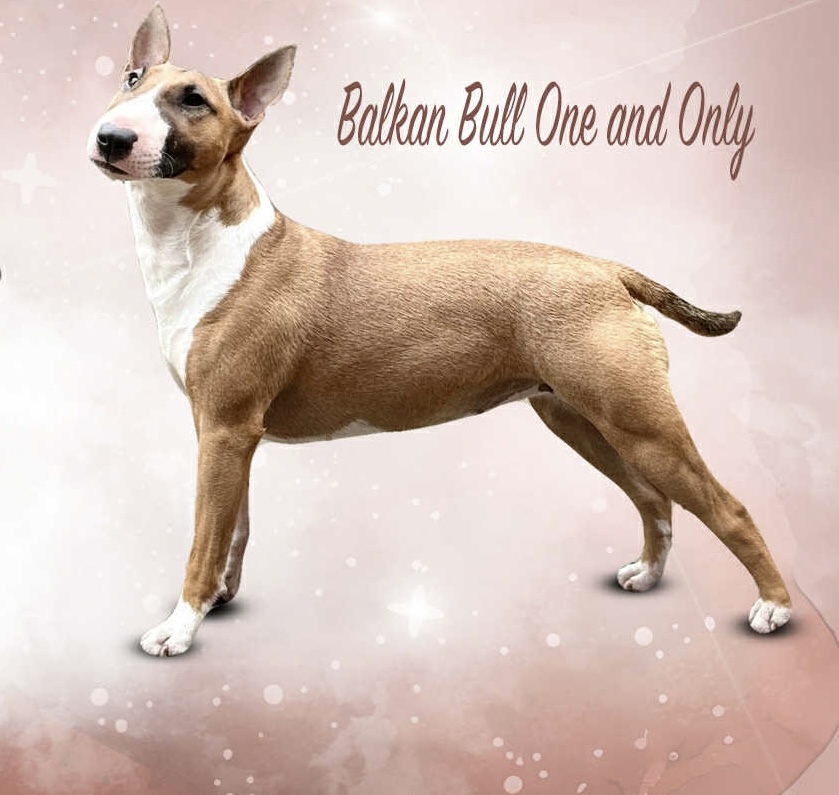 Balkan Bull One and Only (Happy)