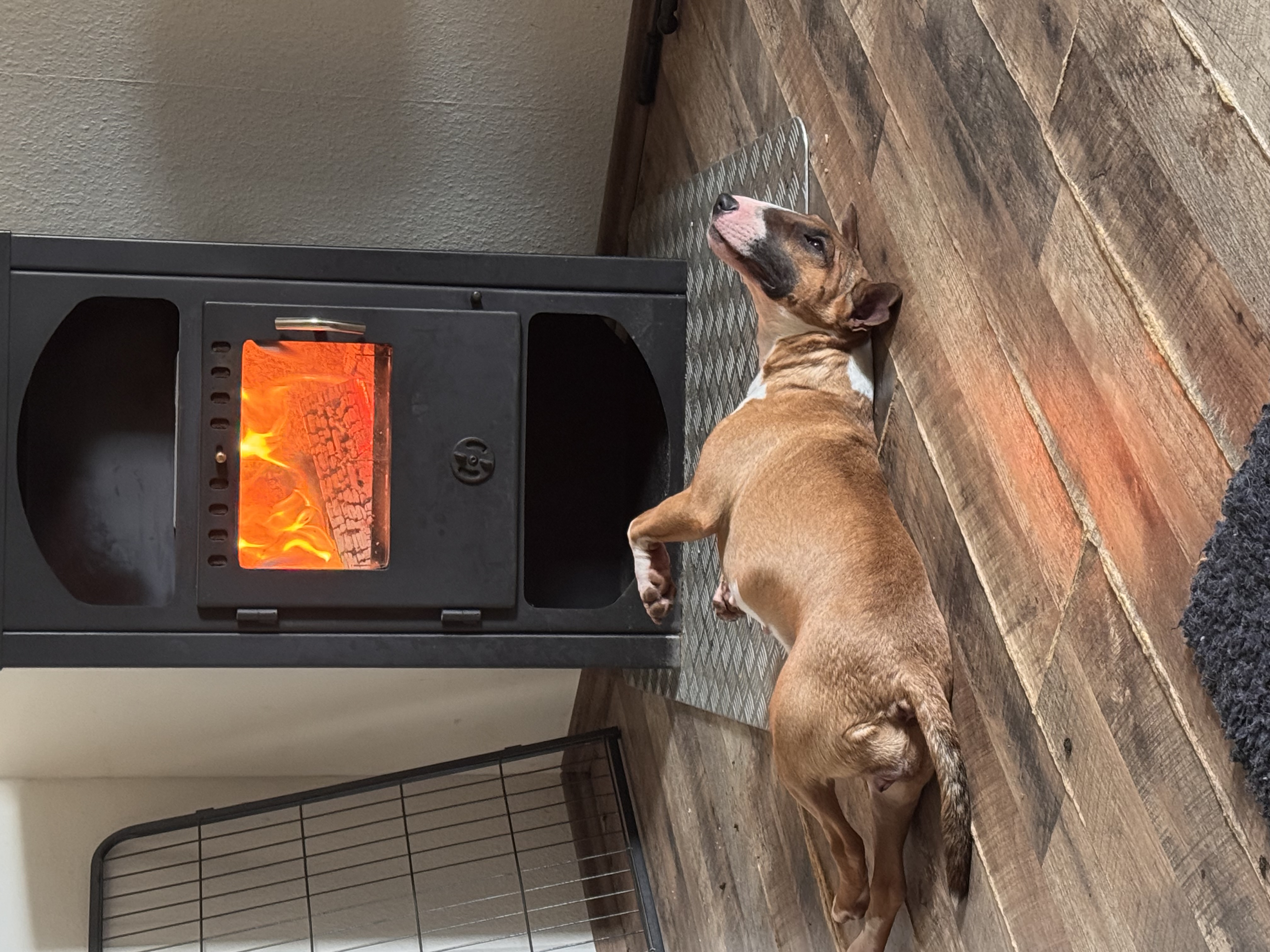 Balkan Bull One and Only (Happy)